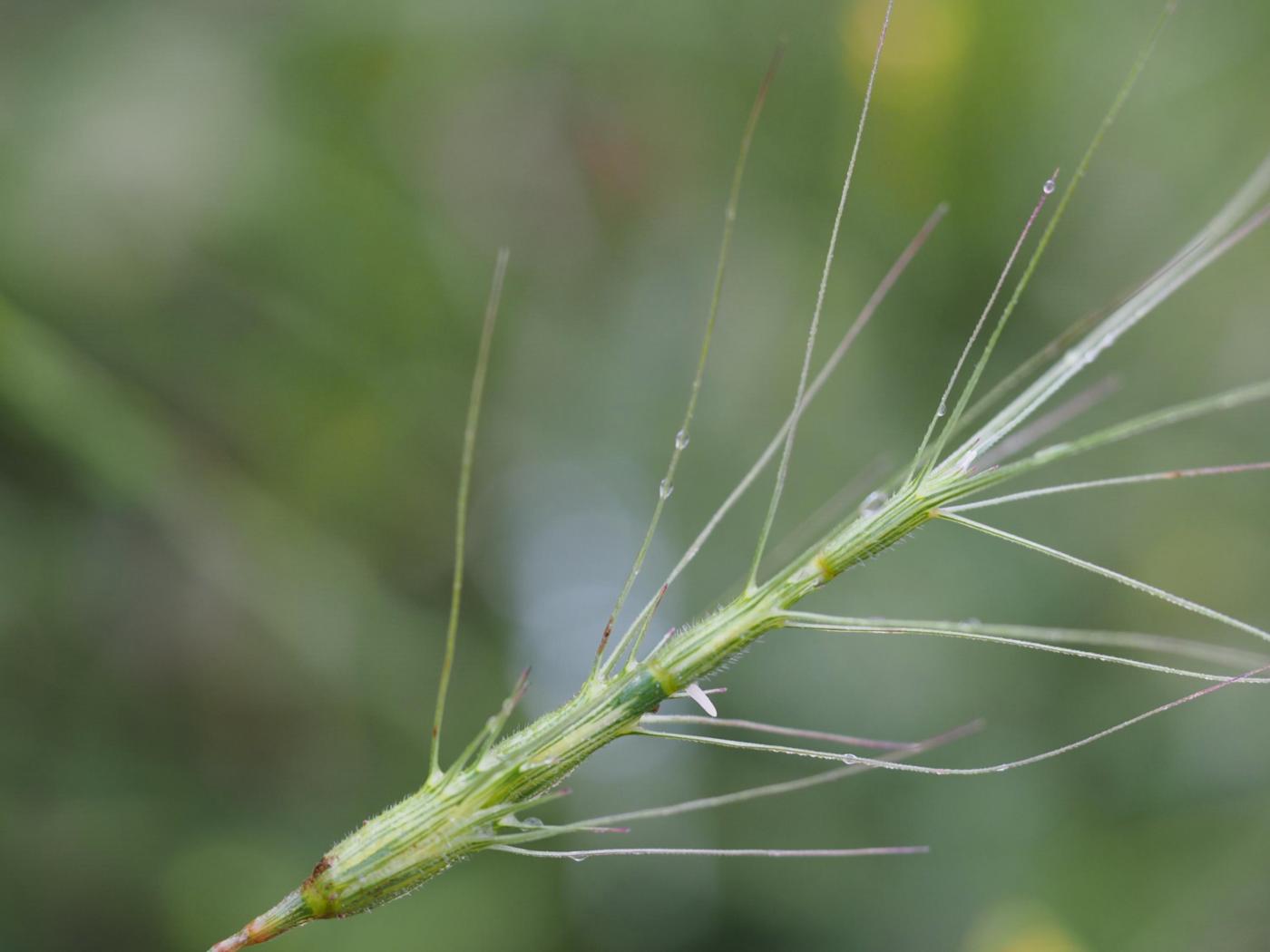 Goat grass, Barbed flower